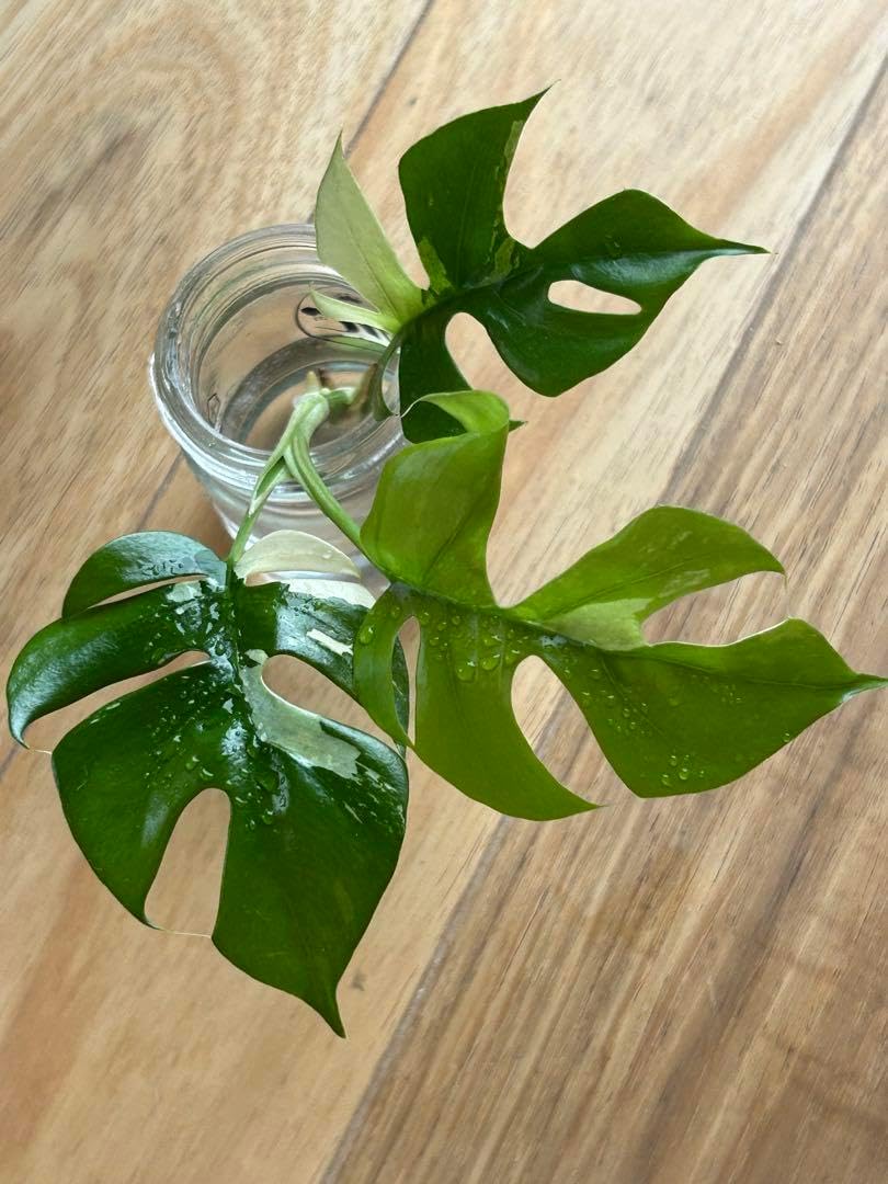 極美株 ラフィドフォラ テトラスペルマ パラゴン 斑入り ヒメ